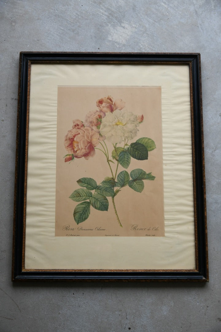 Vintage Rosa Damascena Celsiana Print