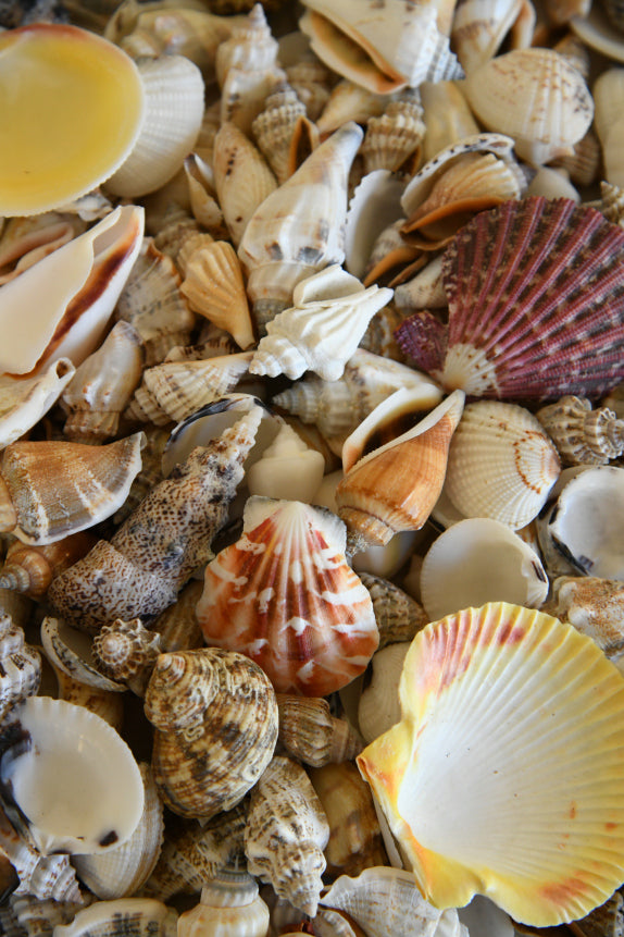 Collection Sea Shells