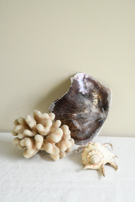 Decorative Coral & Shells