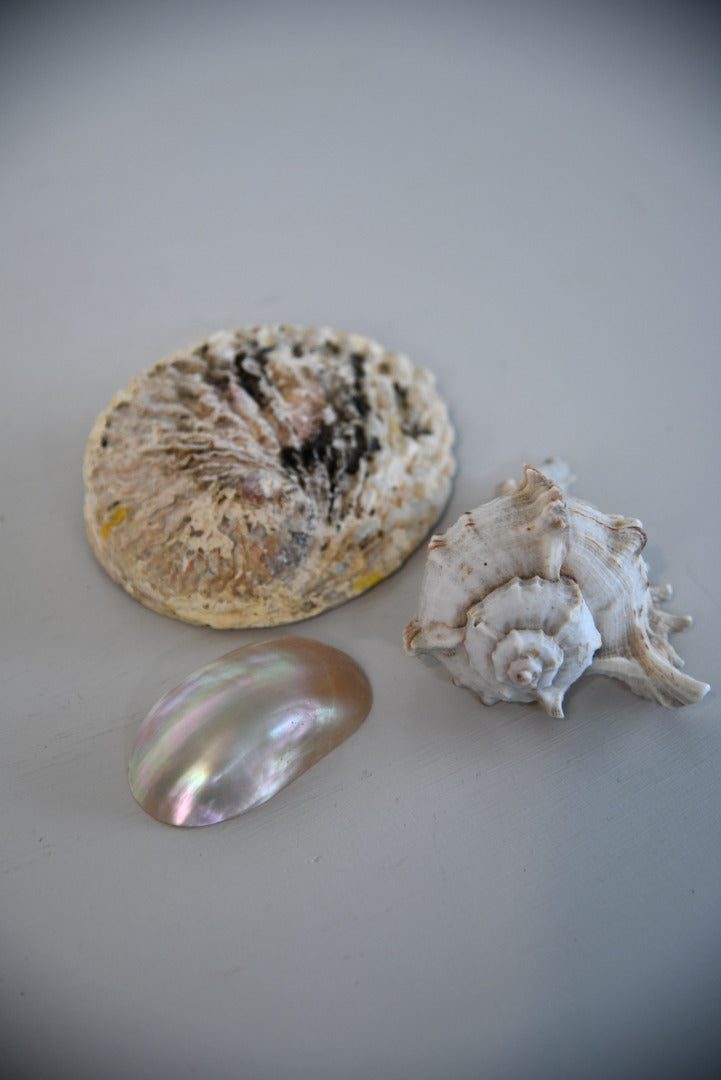 3 Vintage Shells