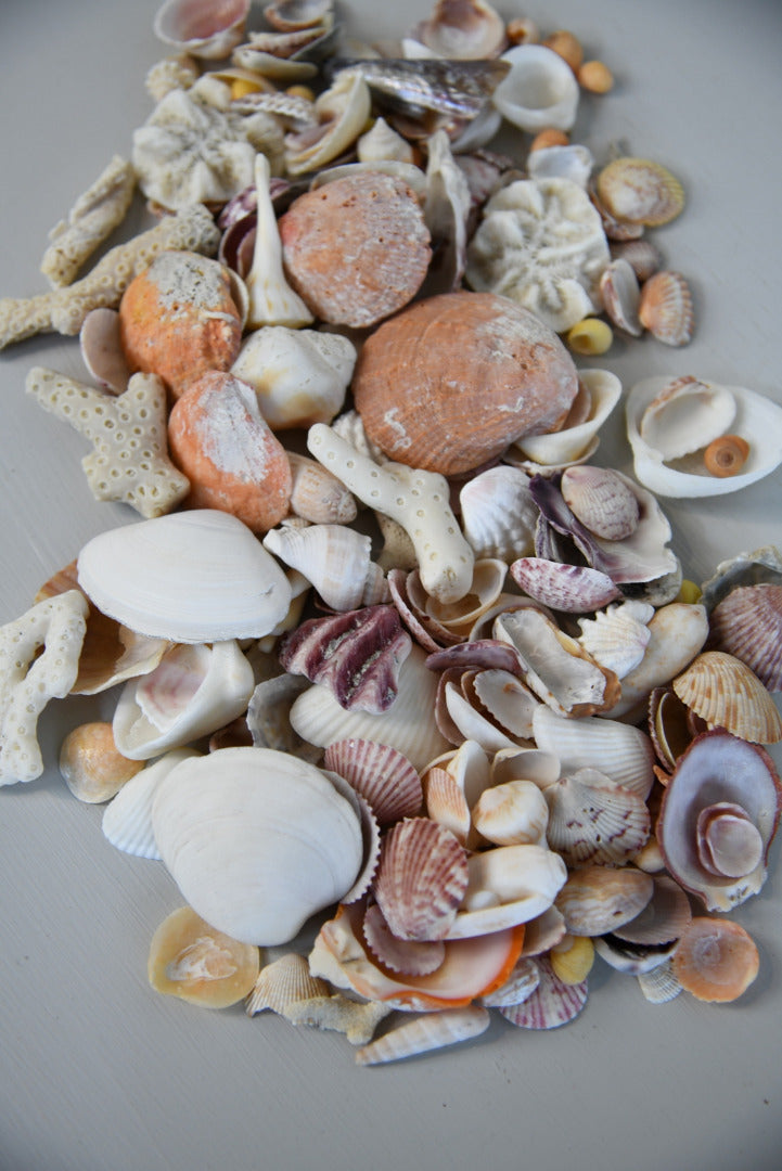 Collection of Shells & Coral