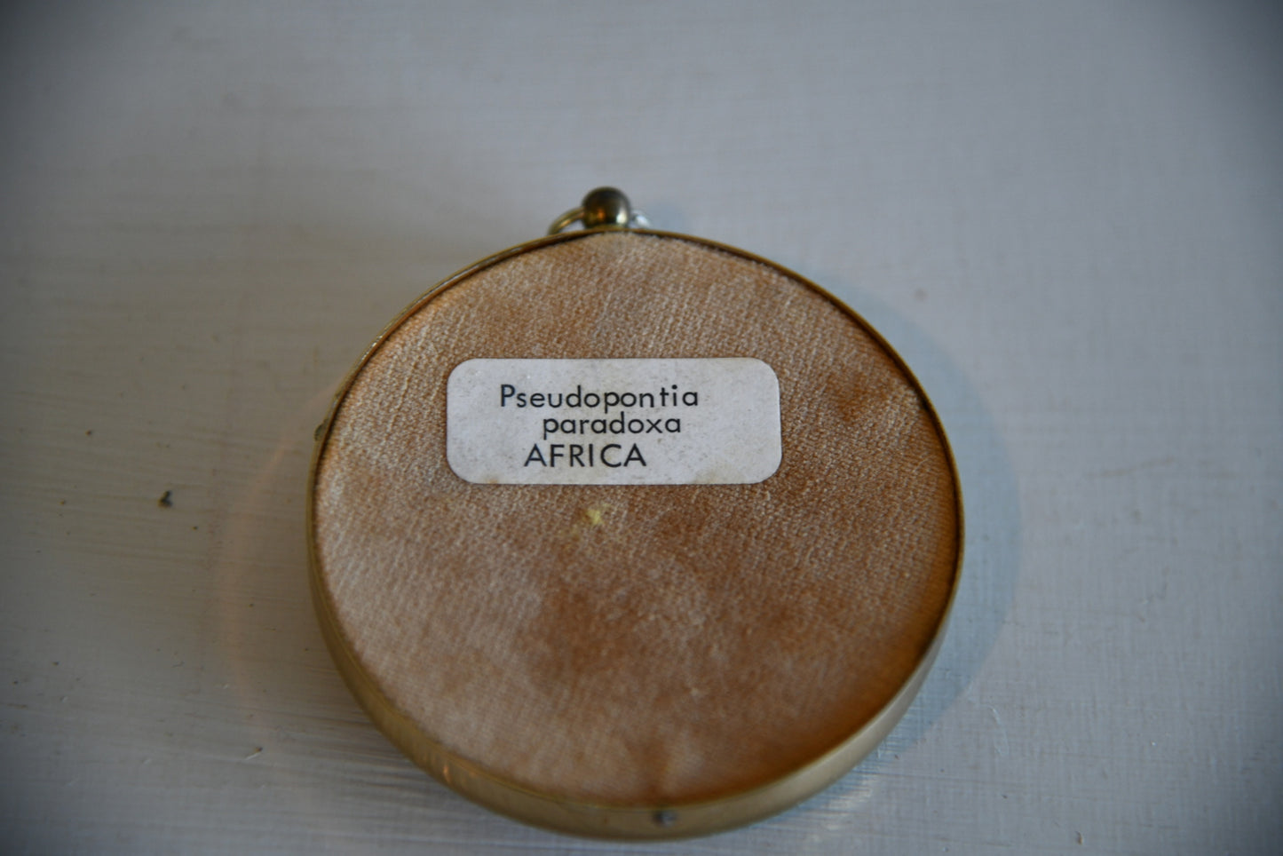 Vintage Framed Butterfly