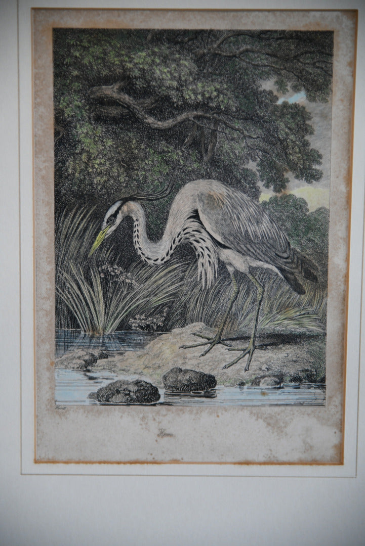 Antique Hand Coloured Engraving - Heron