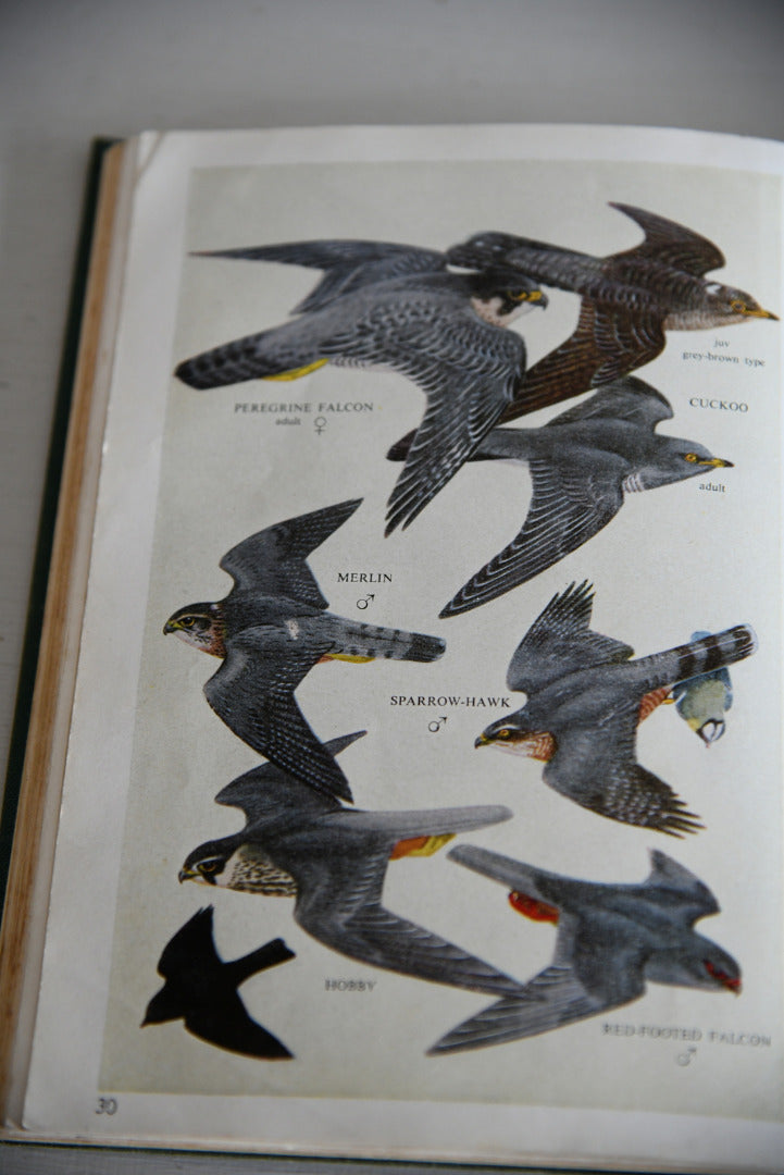 Vintage Collins Guide To British Birds