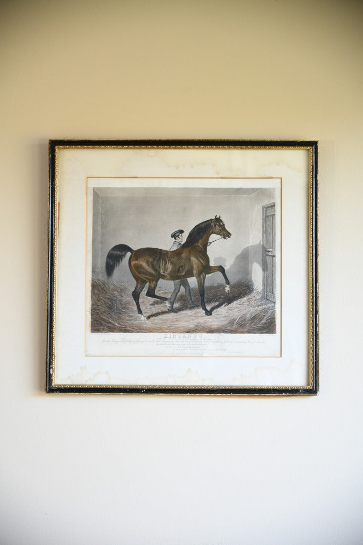 Antique Racehorse Zinganee Print