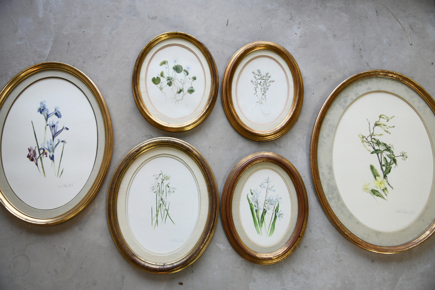 Botanical Watercolours