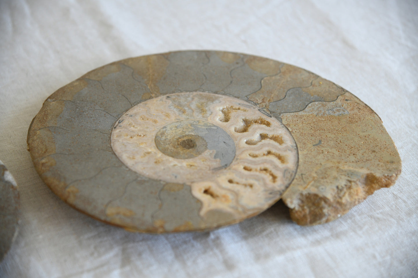 Large Cut & Polished Ammonite