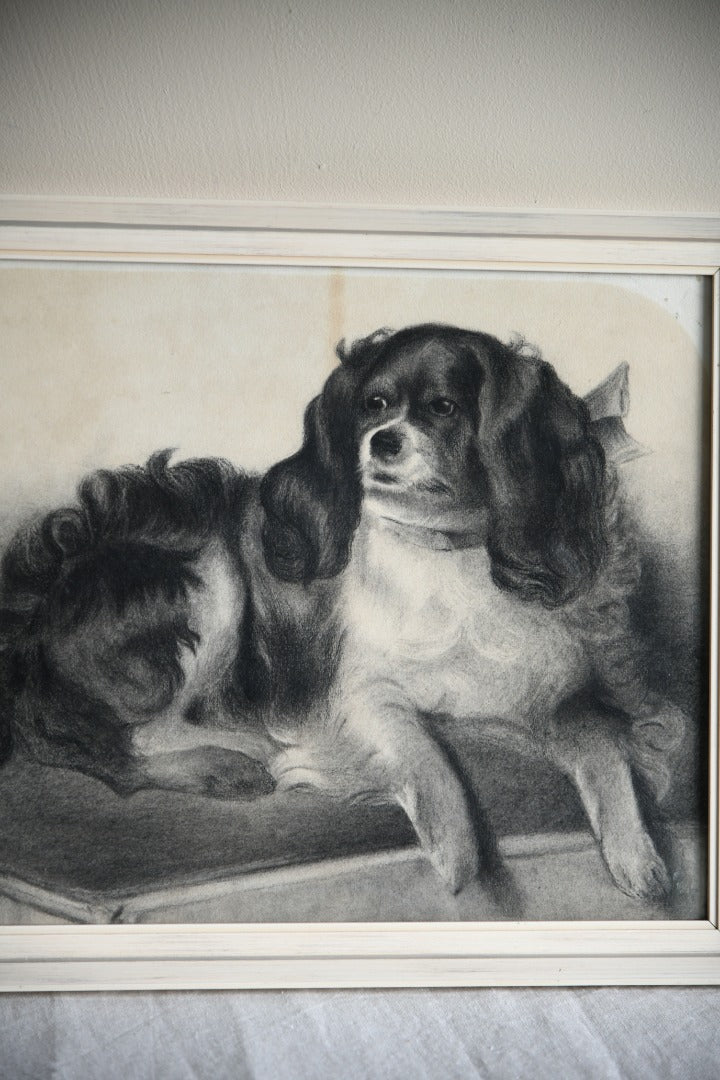 King Charles Spaniel Charcoal