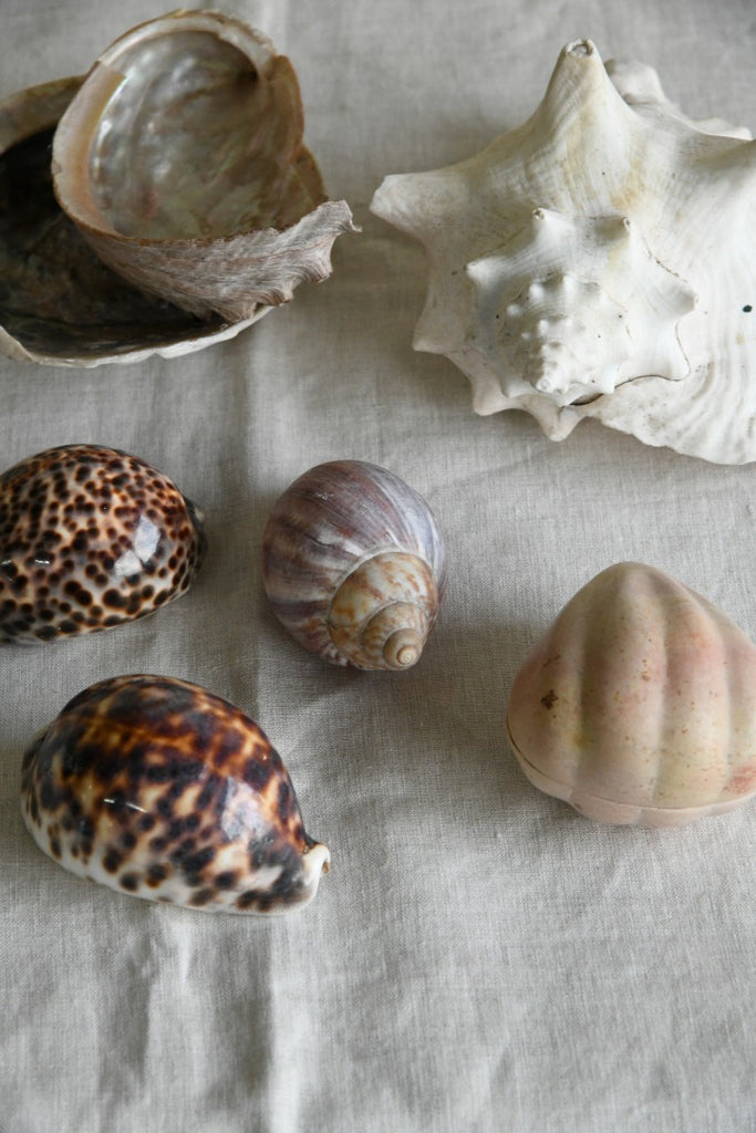 Collection of Decorative Sea Shells