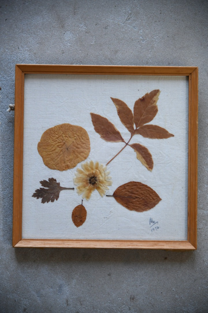 Vintage Pressed Dried Flowers