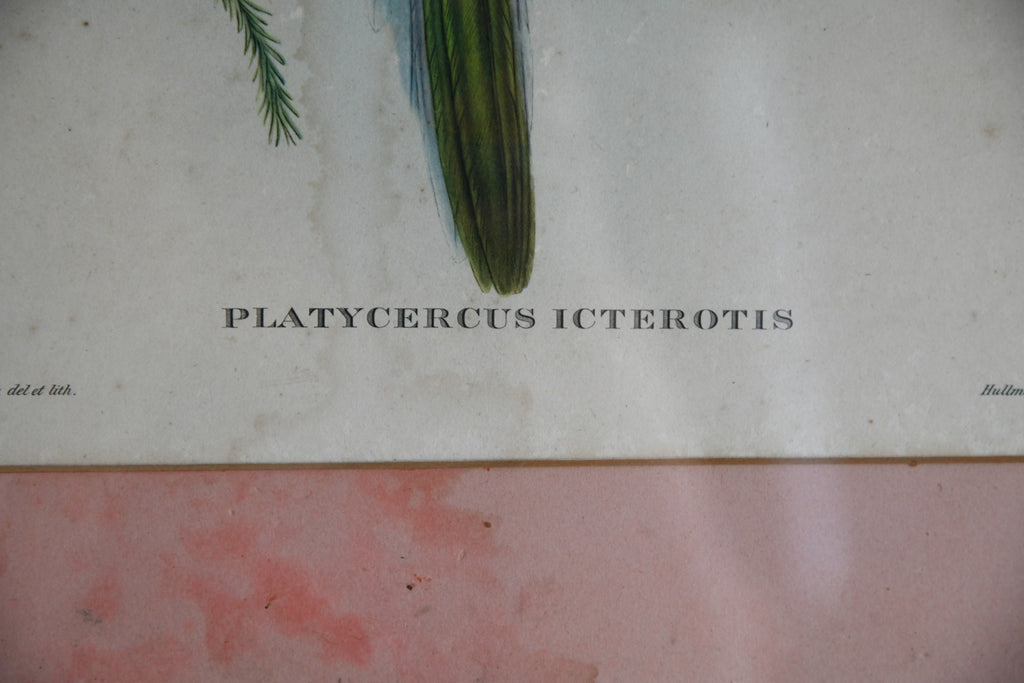 Platycercus Icterotis Parakeet Print