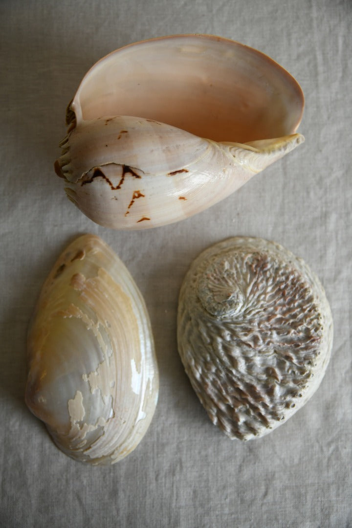 Collection of Vintage Shells