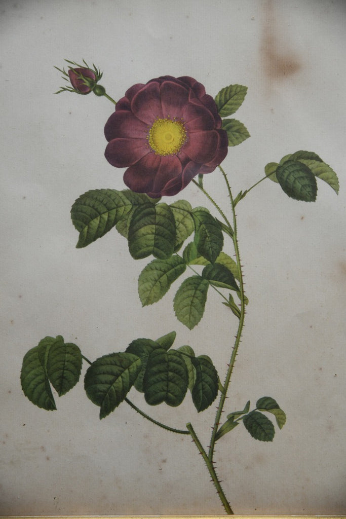 Pair Antique Floral French Prints