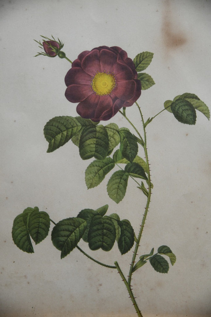 Pair Antique Floral French Prints