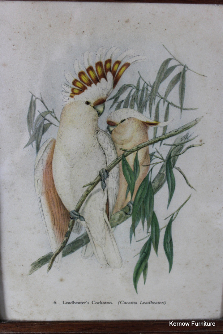 Set 4 Framed Parrot Prints - Kernow Furniture