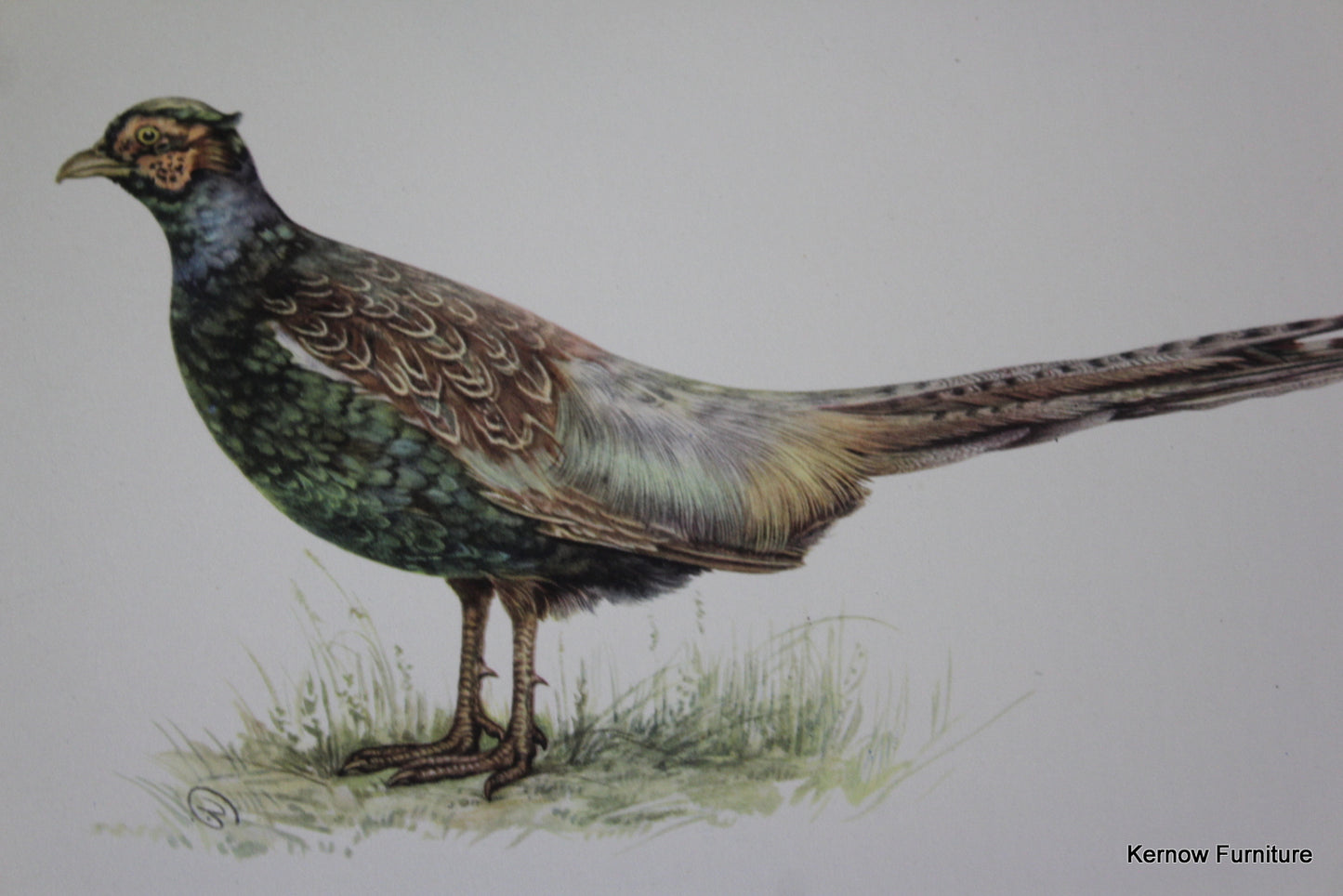 Birds of Heath & Marshland - Kernow Furniture