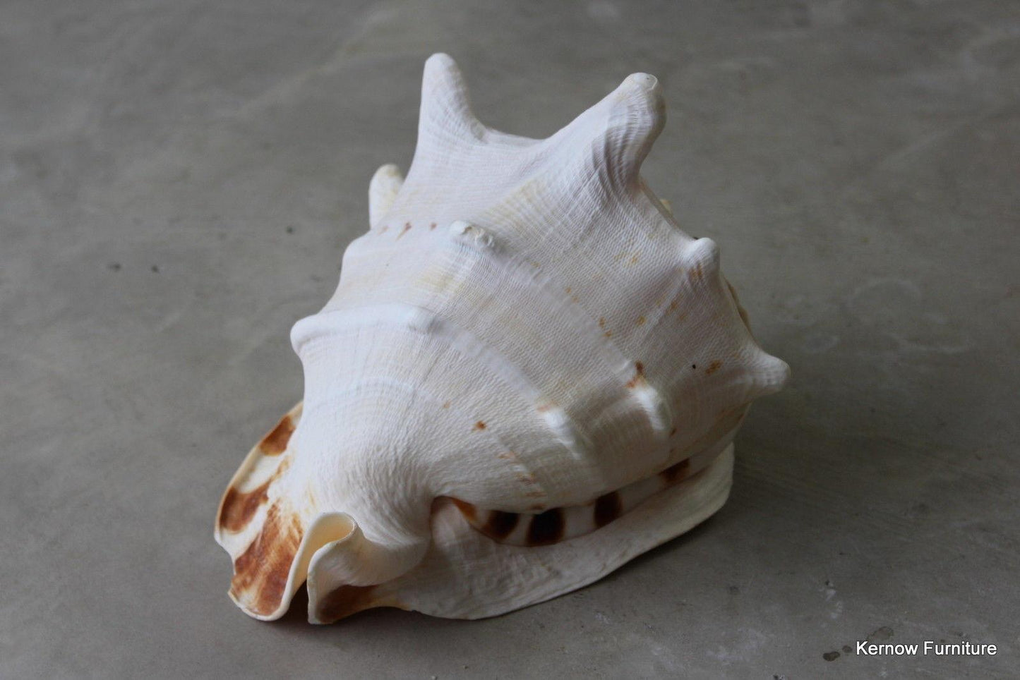 Large Single Conch Shell - Kernow Furniture