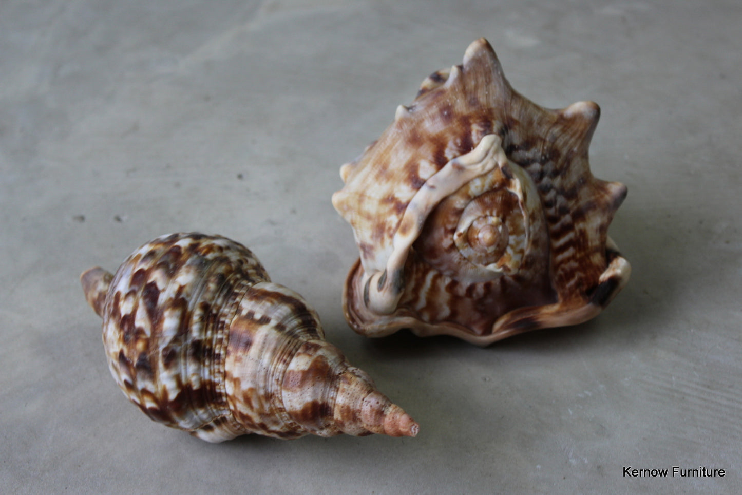 Trumpet Triton & Conch Shell - Kernow Furniture