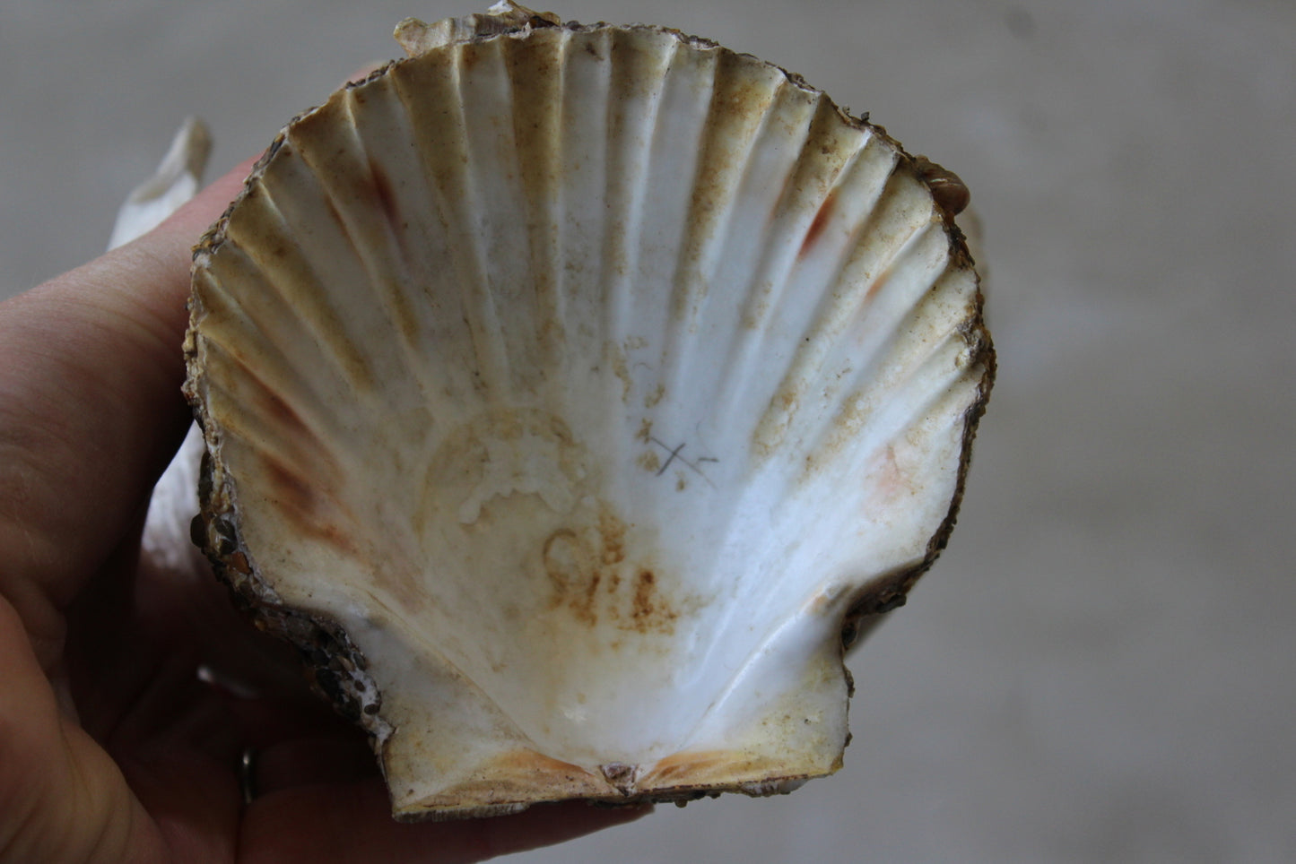 1920s Shell Seaside Souvenir - Kernow Furniture