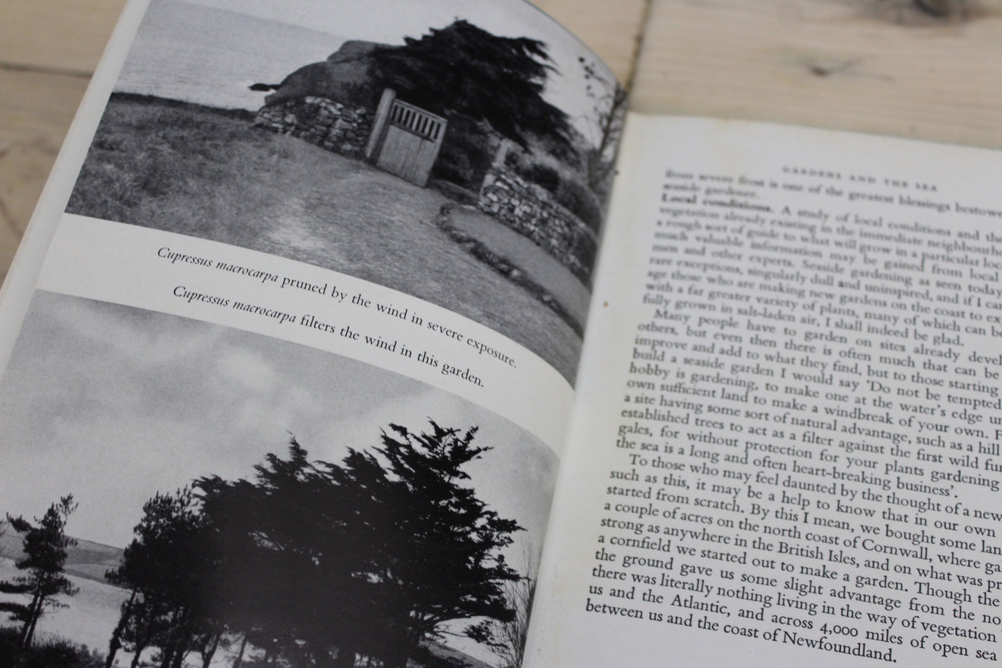 Seaside Gardening - Christine Kelway - Kernow Furniture