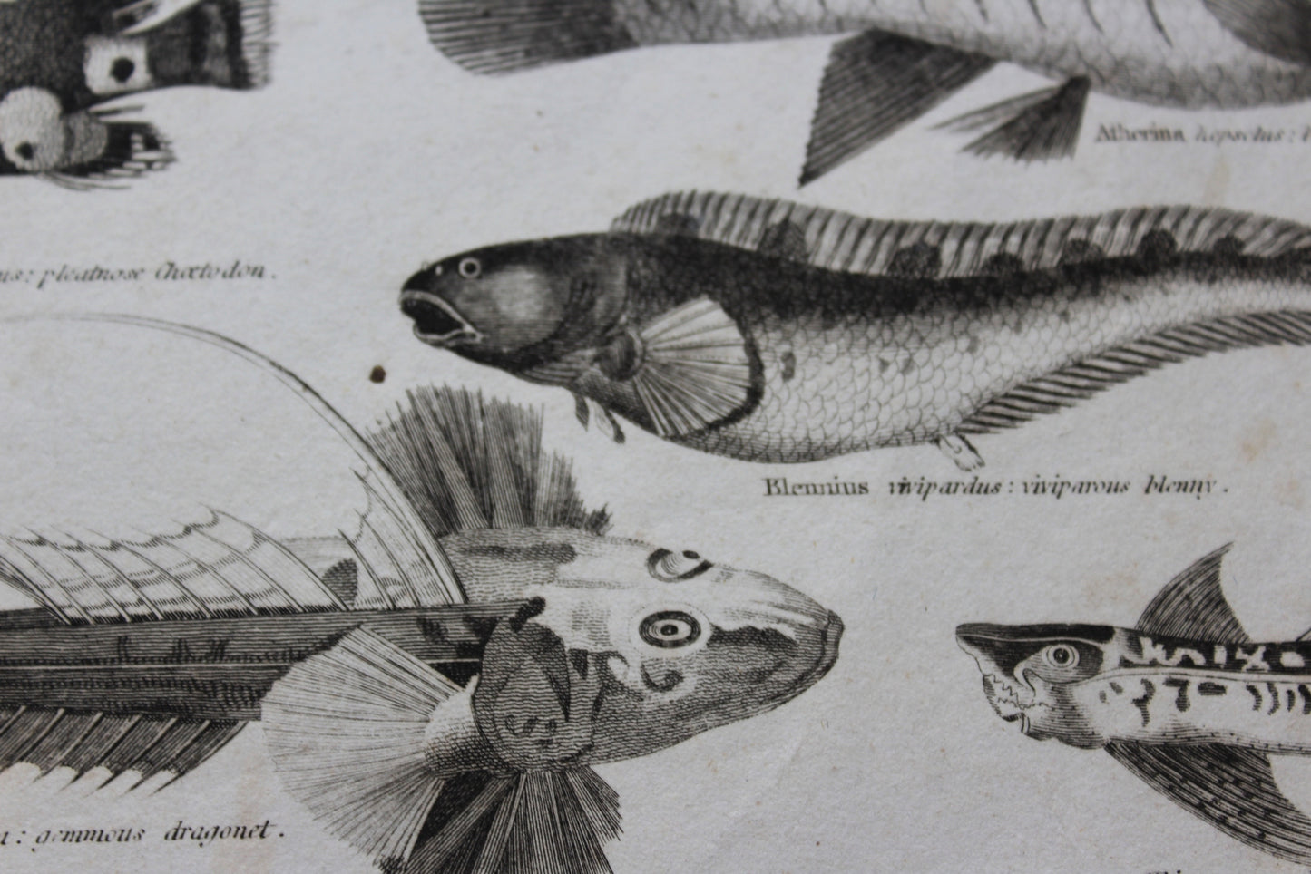 Collection Antique Prints James Cundee Albion Press - Kernow Furniture