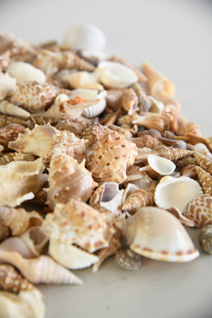 Collection Vintage Shells - Kernow Furniture