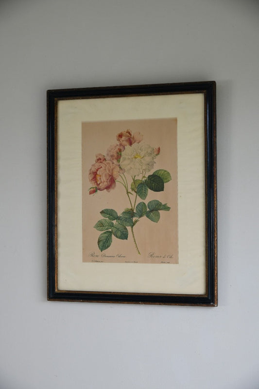 Vintage Rosa Damascena Celsiana Print