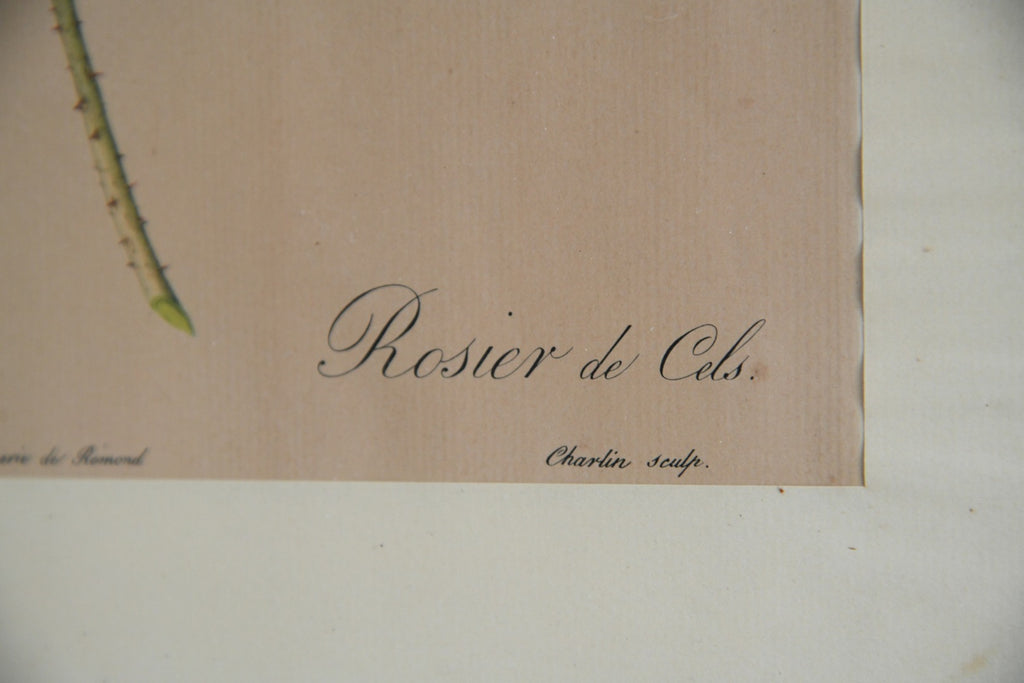 Vintage Rosa Damascena Celsiana Print