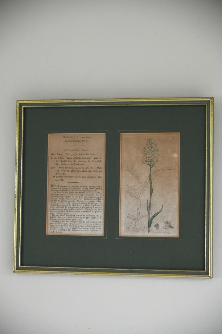 Antique Orchid Picture