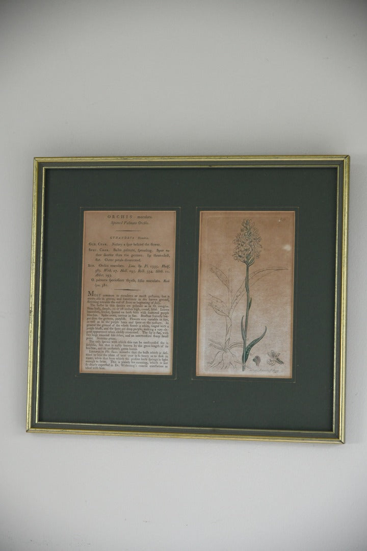 Antique Orchid Picture