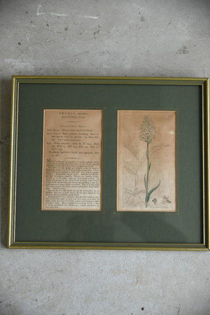 Antique Orchid Picture