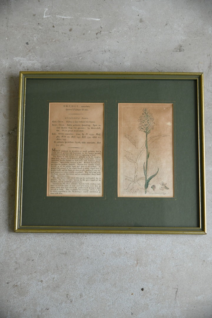 Antique Orchid Picture