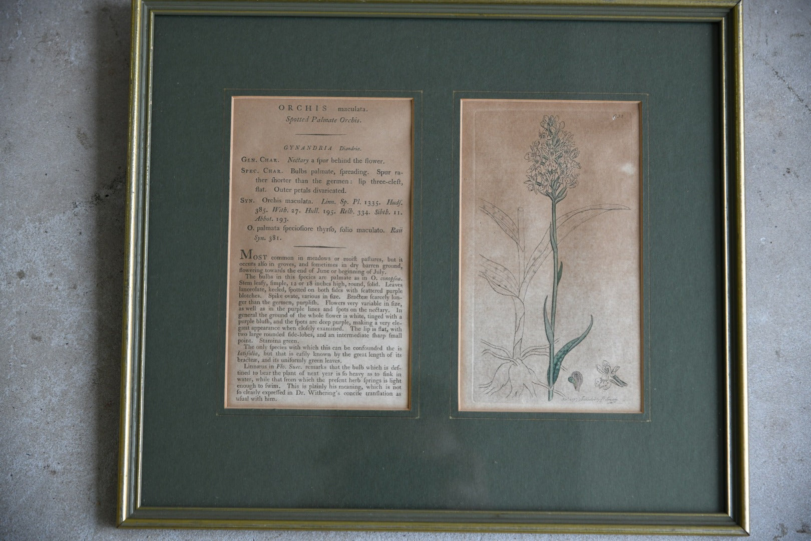 Antique Orchid Picture