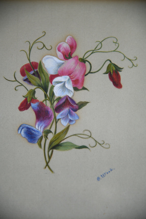 Botanical Study Watercolour - C Wood