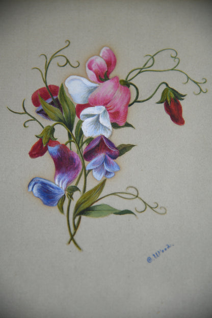 Botanical Study Watercolour - C Wood