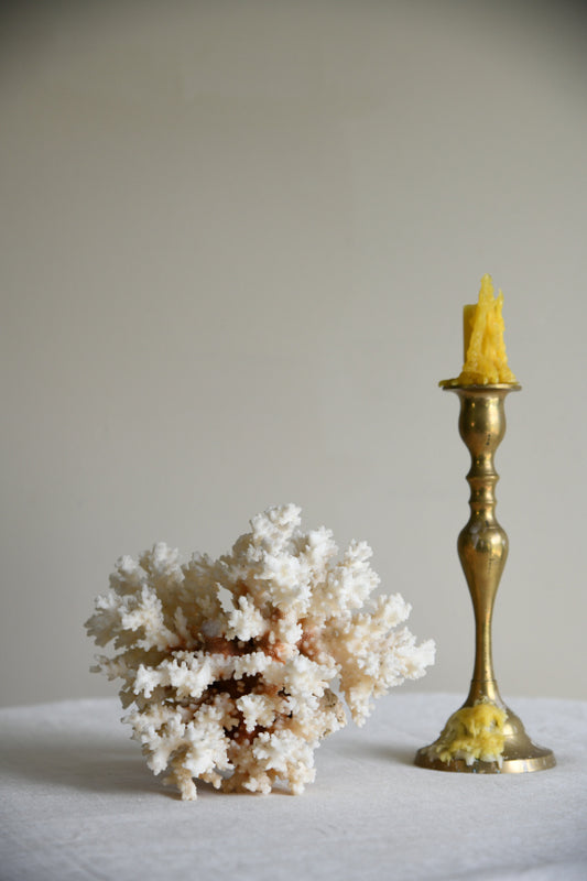 Vintage Coral Specimen