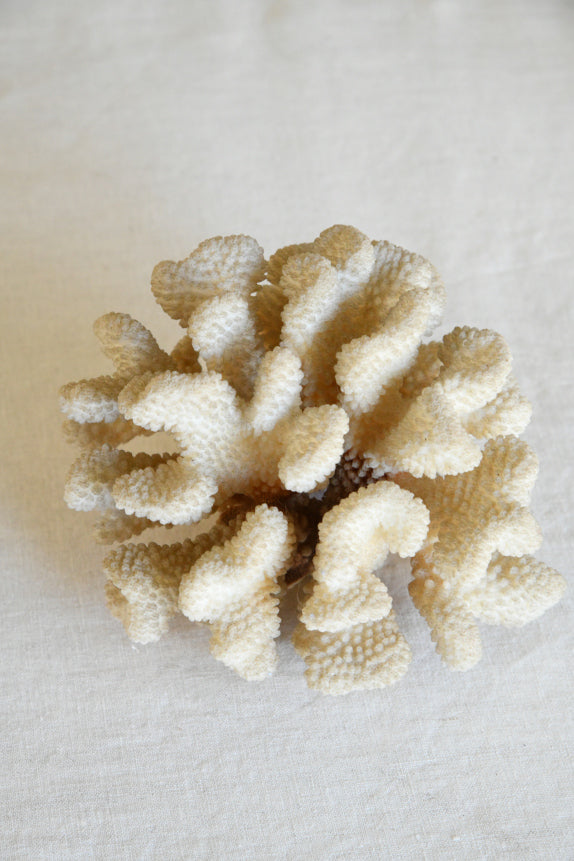 Table Top Coral Specimen