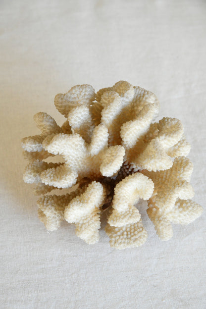 Table Top Coral Specimen