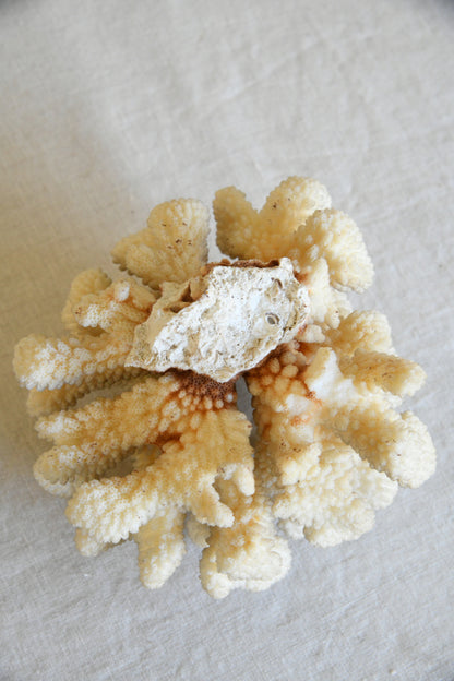 Table Top Coral Specimen