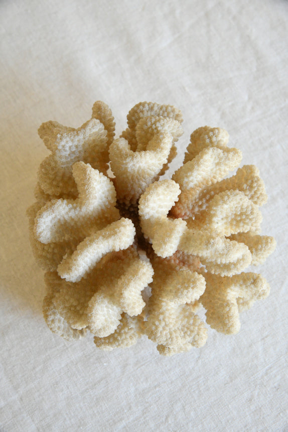 Table Top Coral Specimen