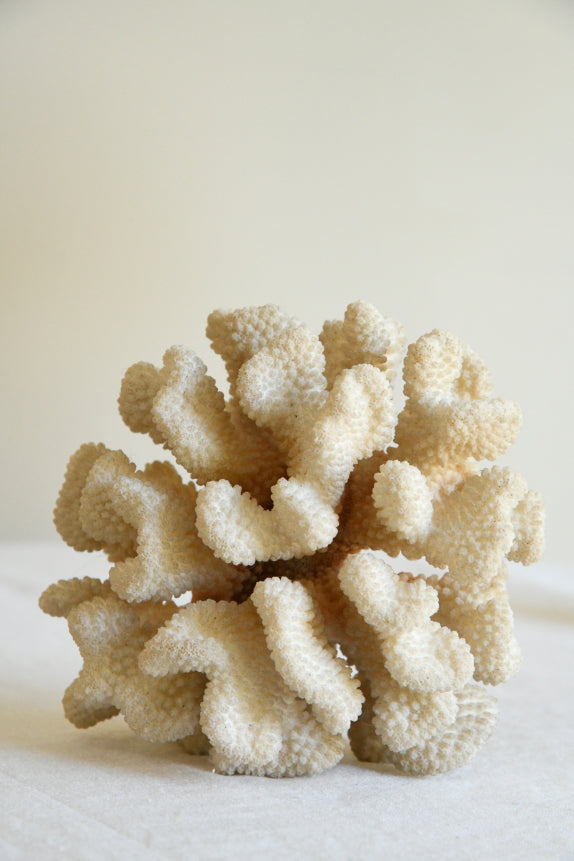 Table Top Coral Specimen