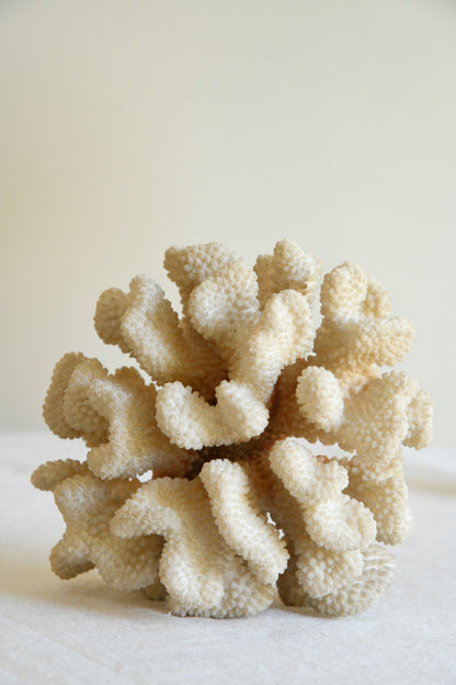 Table Top Coral Specimen