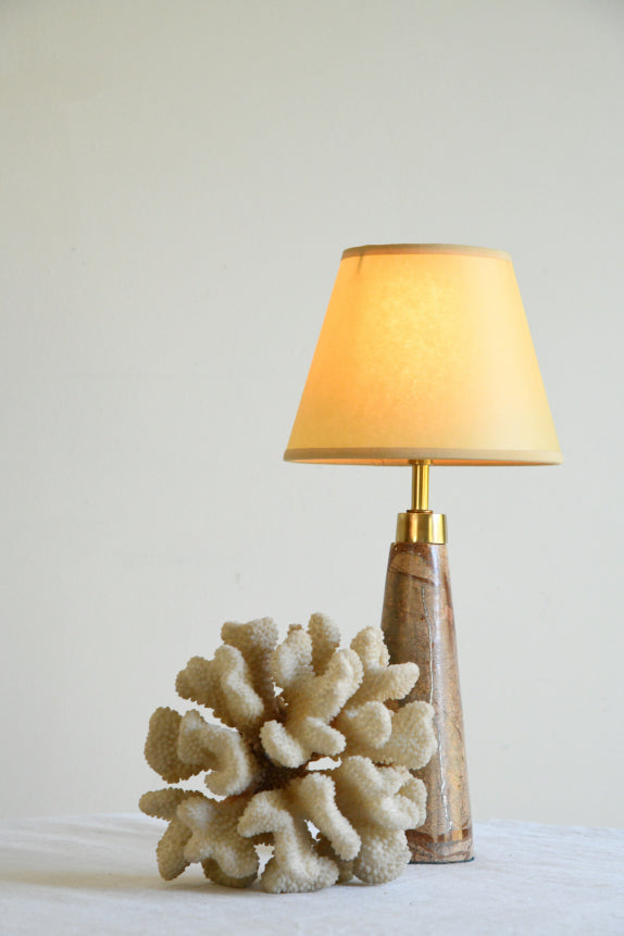 Table Top Coral Specimen