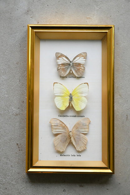 Vintage Framed Butterflies