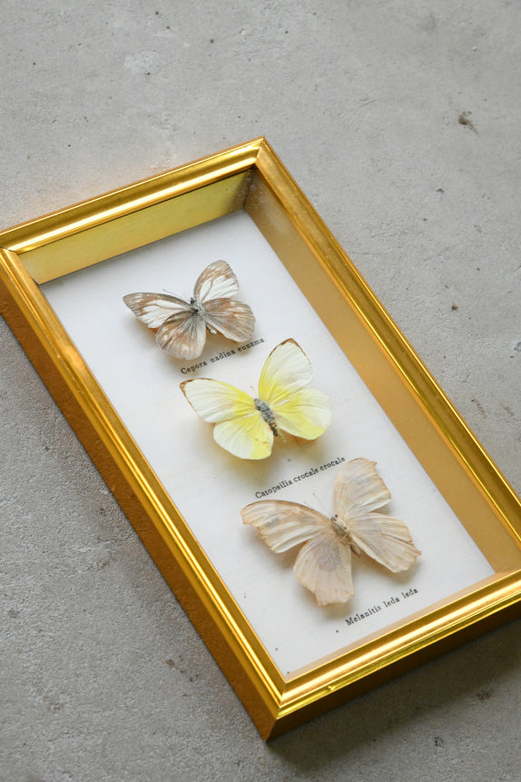 Vintage Framed Butterflies