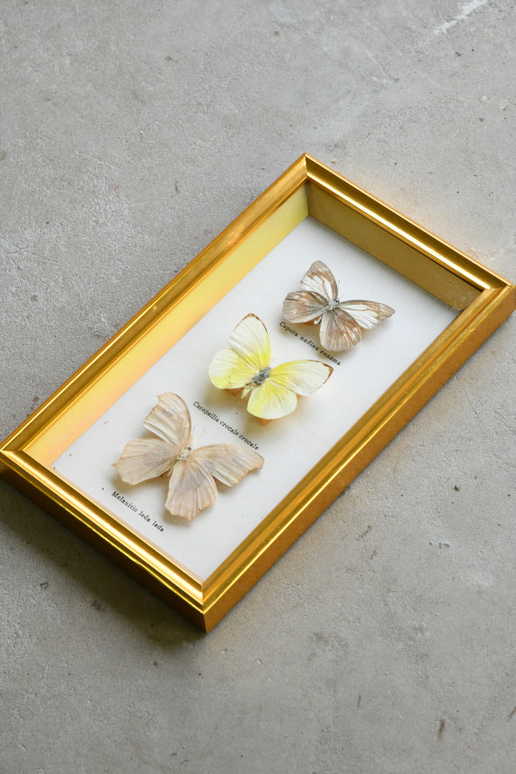 Vintage Framed Butterflies