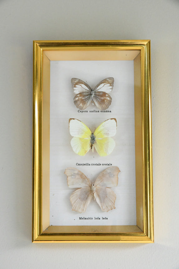 Vintage Framed Butterflies