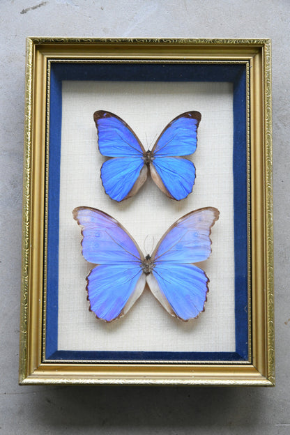 Pair of Framed Vintage Blue Butterflies