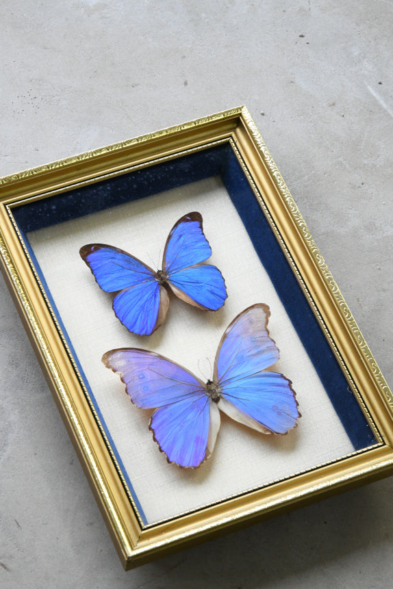 Pair of Framed Vintage Blue Butterflies