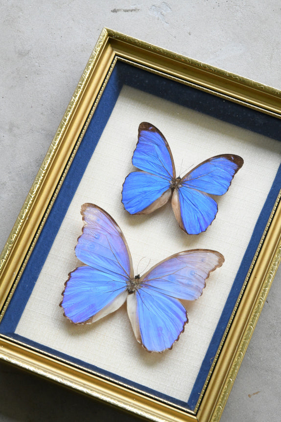 Pair of Framed Vintage Blue Butterflies